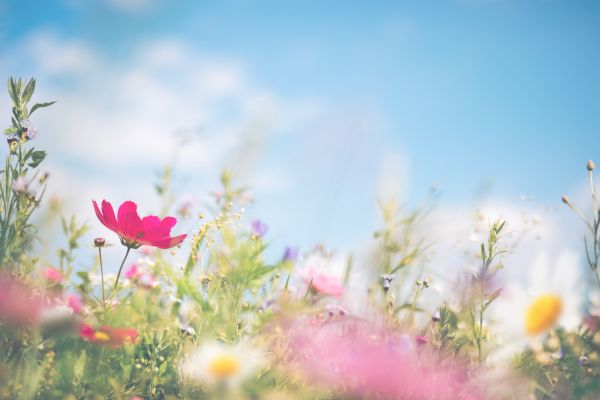 春の花がたくさん咲いている様子