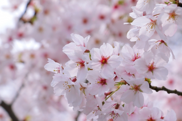 桜の花