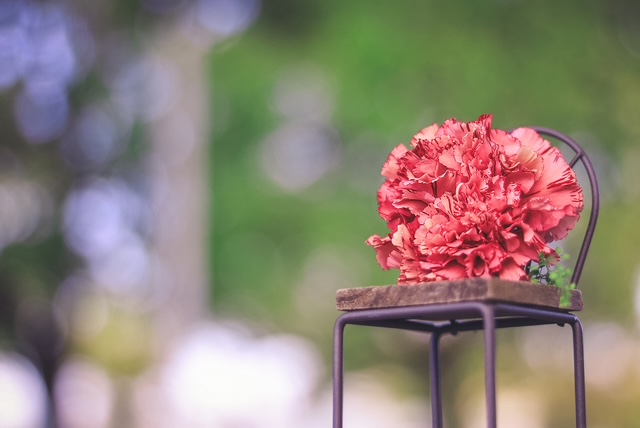 椅子のオブジェの上に置かれているカーネーションの花の写真